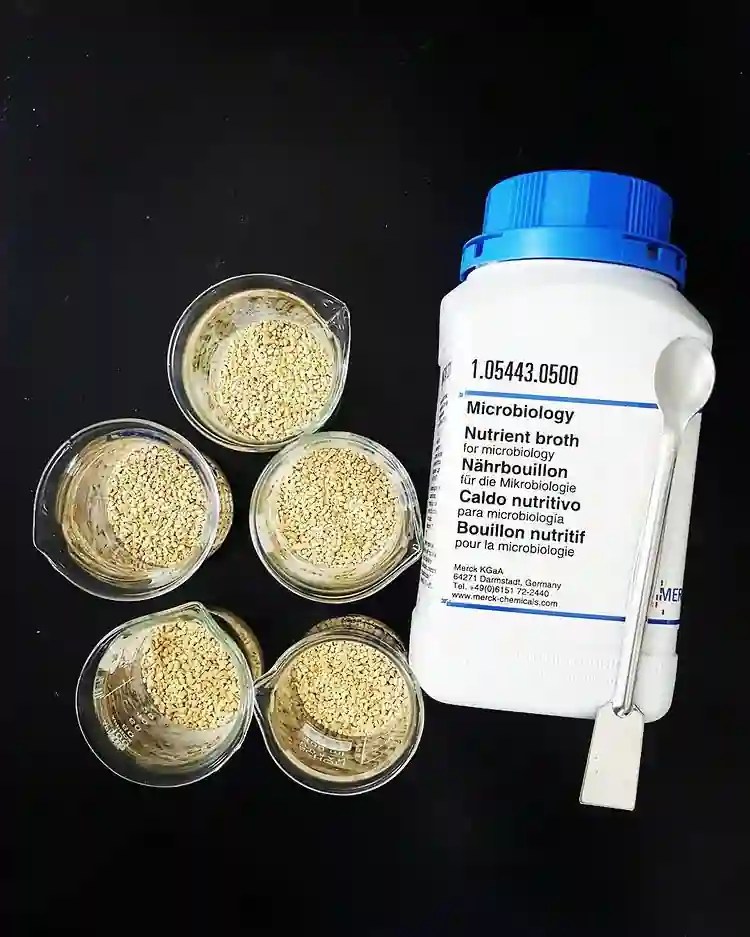 Nutrient broth Composition Preparation Interpretation